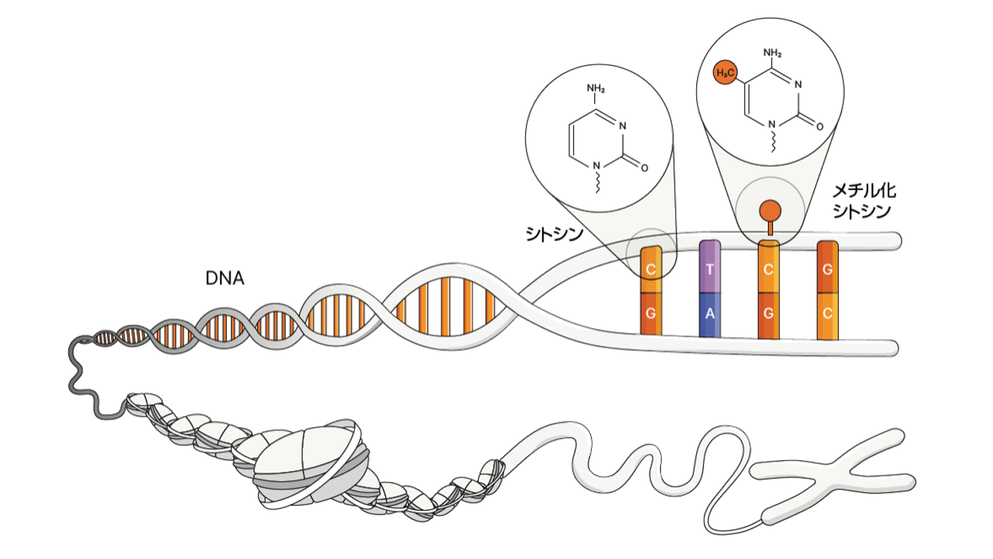 5-base DNA prep クロマチンとDNAメチル化のイメージ図