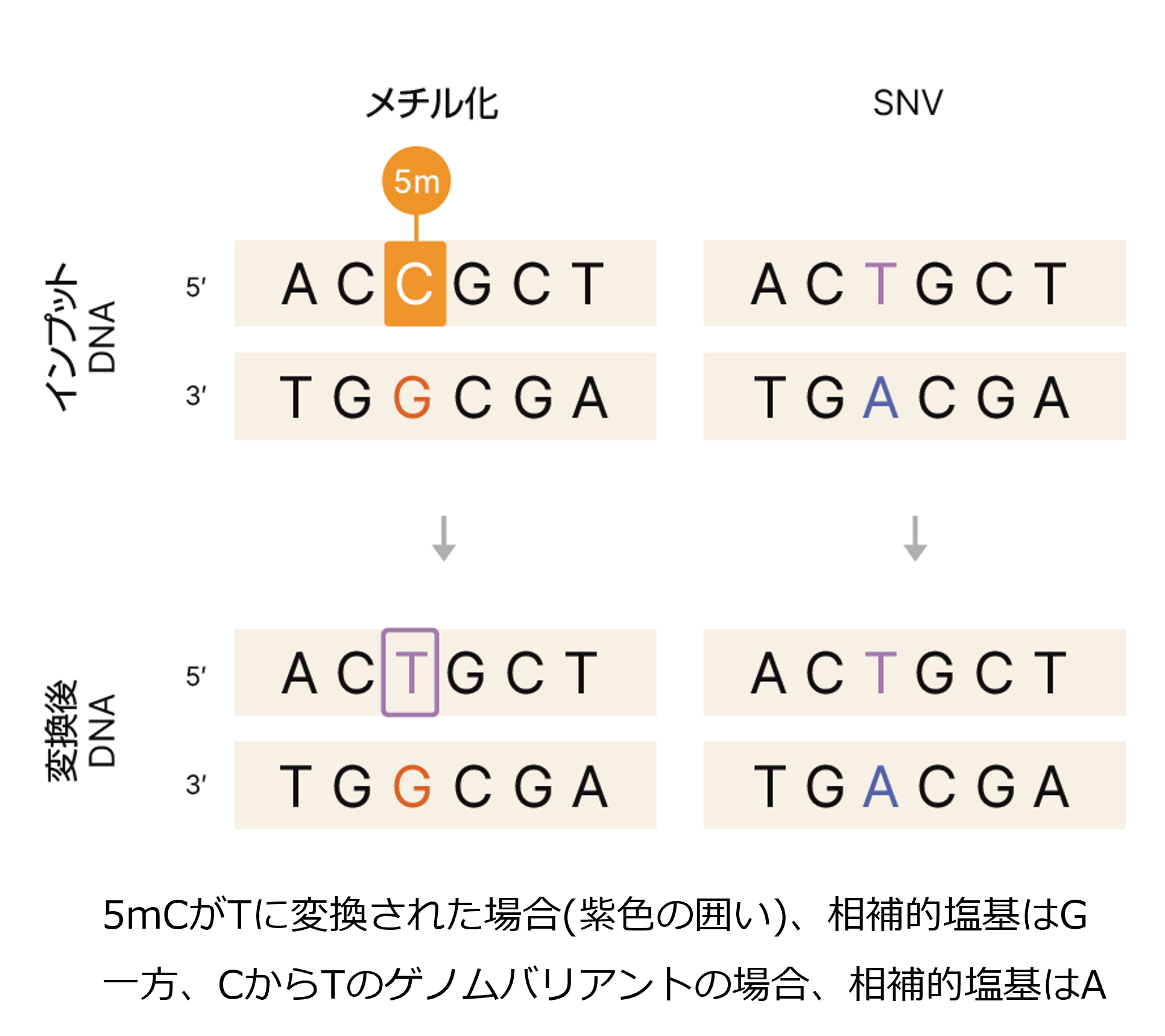 Illumina 5-base DNA prep DNAメチル化とSNVを同時に識別する解析技術