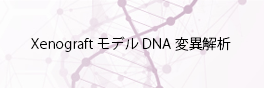 Xenograftモデル DNA変異解析