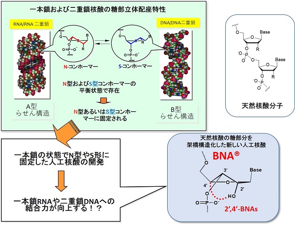 BNAの構造.jpg