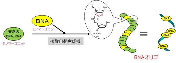 BNAオリゴ合成.jpg