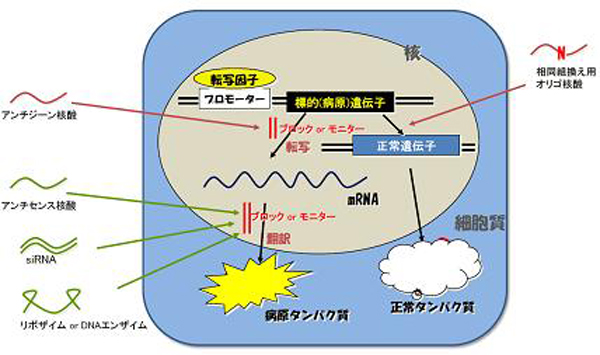 BNAターゲット.jpg