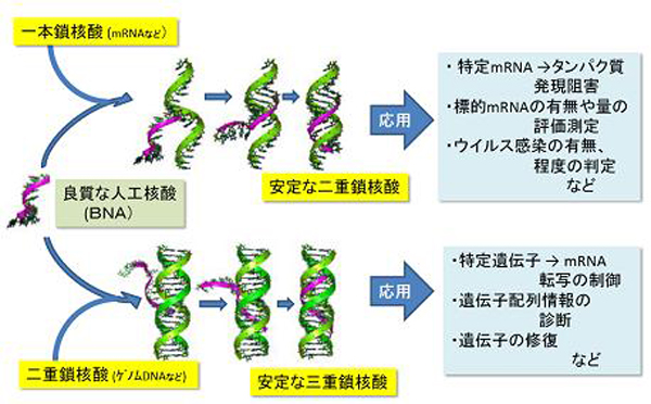 核酸 BNA技術
