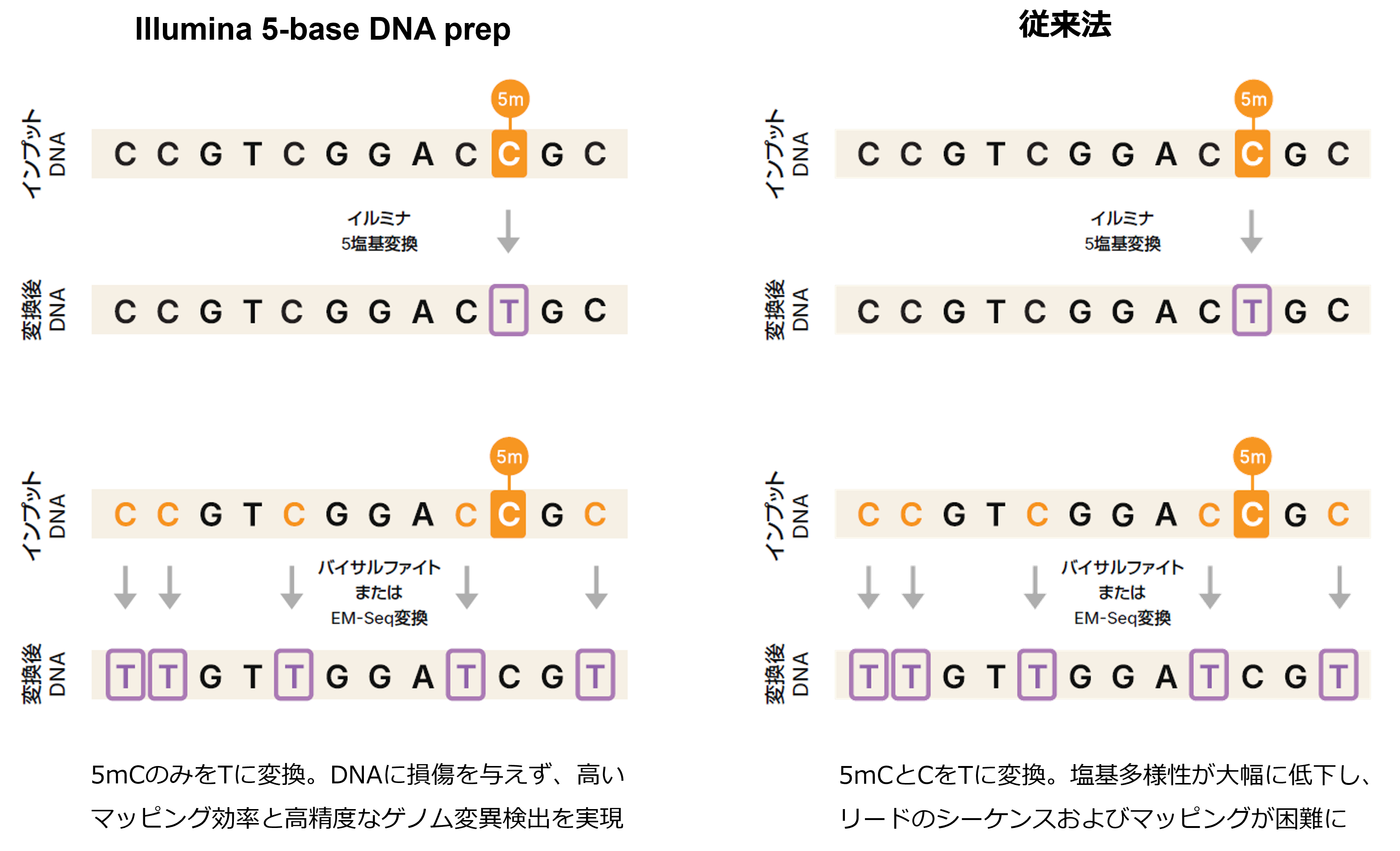 Illumina 5-base DNA prep DNAメチル化の変換説明図