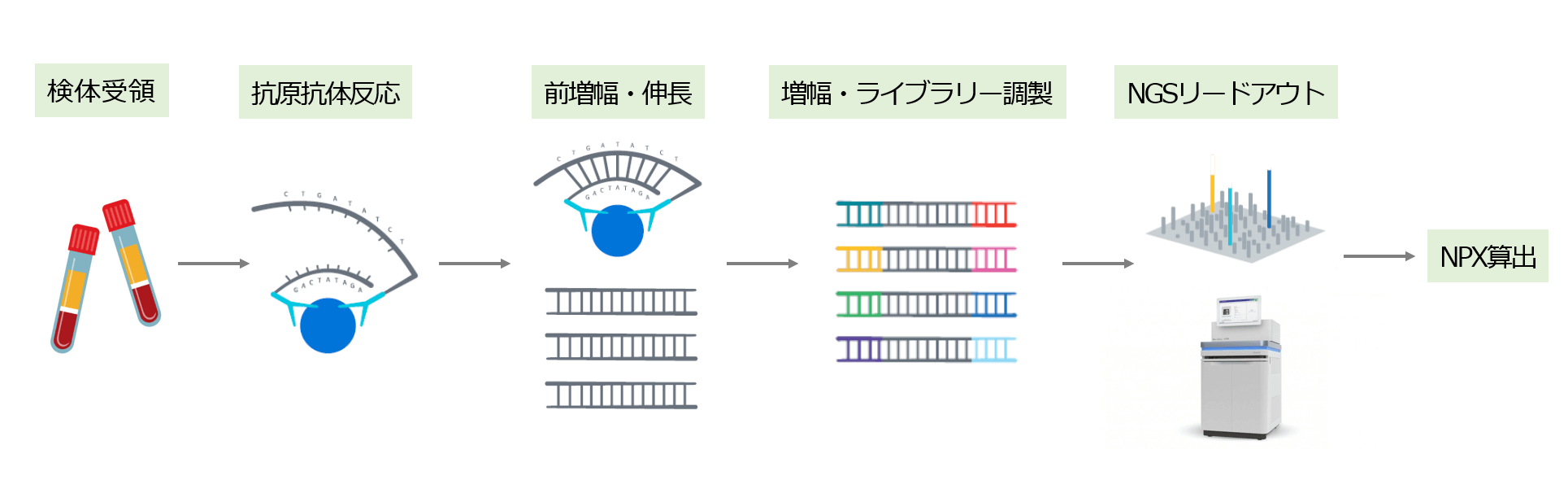Olink®の実験フロー